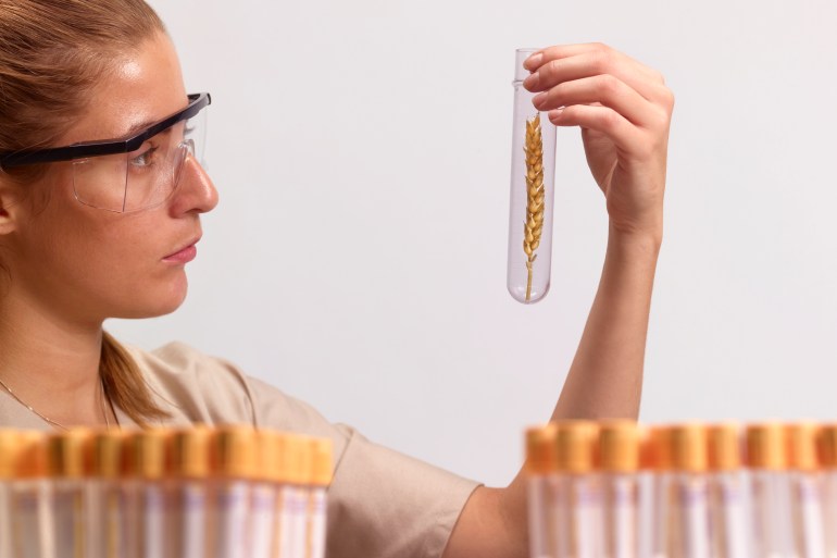 Genetic scientist examining wheat sample