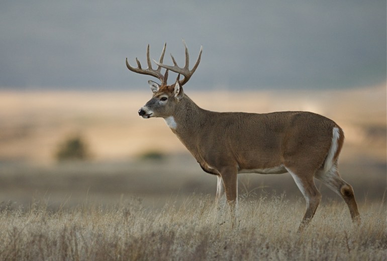 Trophy class white tailed buck deer in midwest farm country