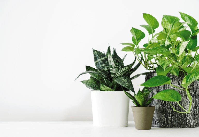 Golden pothos and snake plant on the white wooden table with copy space home and garden concept; Shutterstock ID 1104283118; Department: -