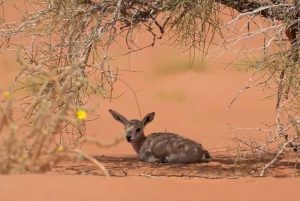 «الأمن البيئي»: غرامة تصل إلى 30 مليون ريال والسجن 10 سنوات عقوبة صيد الكائنات المهددة بالانقراض