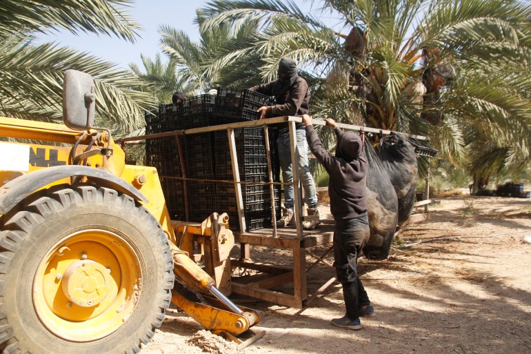 كثير من العمال فقدوا وظائفهم بسبب الحرب واغلاق اسرائيل للمعابر - عمال يعملون داخل مزرعة للتمور في مدينة اريحا- الضفة الغربية- اريحا- الجزيرة نت5