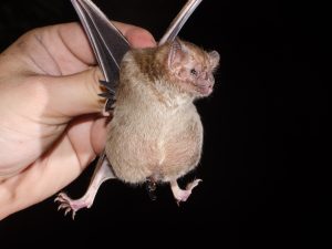 الخفافيش مصاصة الدماء.. تحذير من انتشارها في أميركا