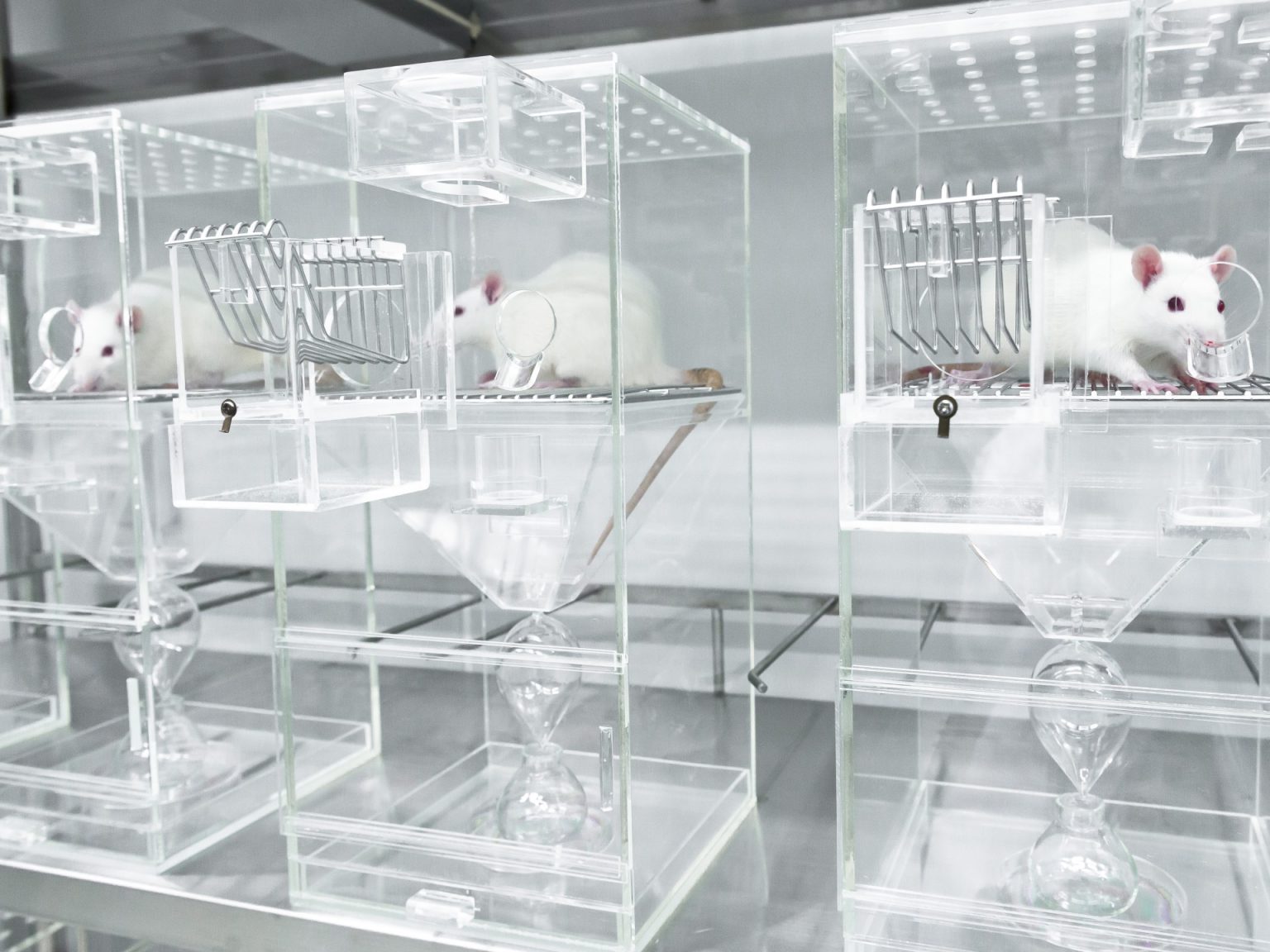 حيوانات التجارب.. ما مصيرها وهل من بديل؟