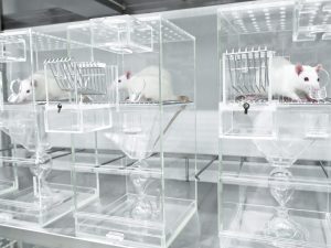 حيوانات التجارب.. ما مصيرها وهل من بديل؟