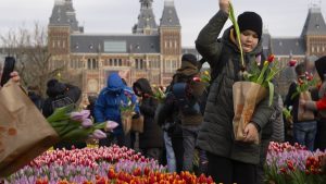 فيديو. شاهد: أمستردام تتزين بالألوان مع انطلاق موسم التوليب