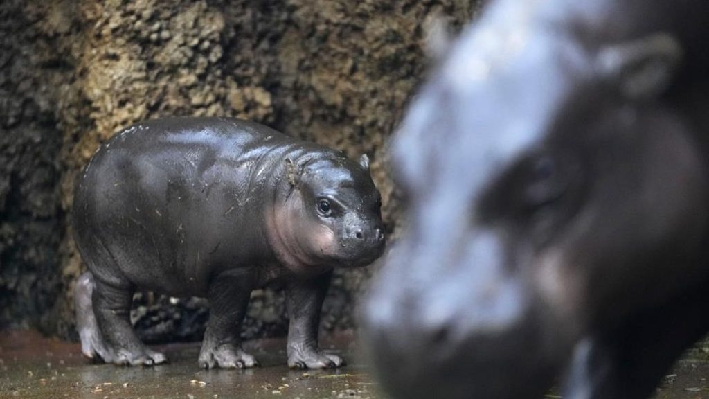 فيديو. شاهد: ولادة فرس نهر نادر في حديقة تشيكية