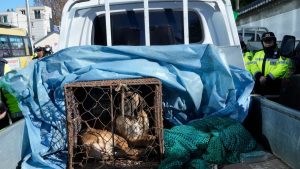 في قرار تاريخي.. حظر استهلاك لحوم الكلاب في كوريا الجنوبية