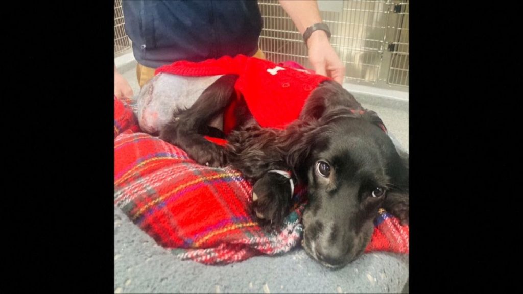 شاهد: بعد أن ولدت بـ6 أرجل.. الأطباء ينجحون بمعالجة كلبة في ويلز