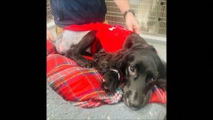 شاهد: بعد أن ولدت بـ6 أرجل.. الأطباء ينجحون بمعالجة كلبة في ويلز