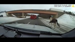 فيديو. شاهد: حصان هارب يمشي وحيداً على طريق سريع في الولايات المتحدة