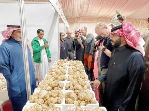 القصيم: 50 مليوناً مداخيل «الفقع» سنوياً