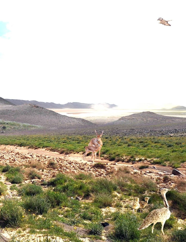 25 نوعاً من الطيور المهددة بالانقراض بمحمية الملك سلمان على القائمة الحمراء