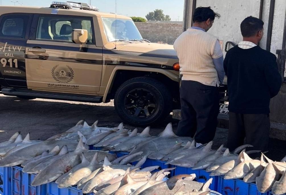 الشرقية: القبض على مقيمين لبيعهما 47 من أسماك القرش المهددة بالانقراض