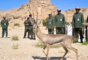 «الحياة الفطرية» يطلق٢٠ ظبي «إدمي» و١٤ طائرًا بمحمية الوعول