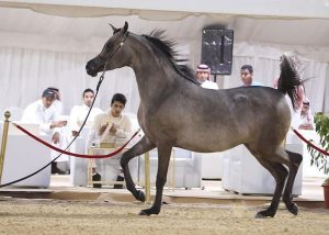 انطلاق بطولة عروض جمال الخيل العربية الأصيلة تنطلق الخميس القادم