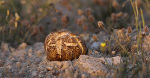 إدارة المجاهدين تحذر الباحثين عن نبات الكمأ من الاقتراب بحرم الحدود