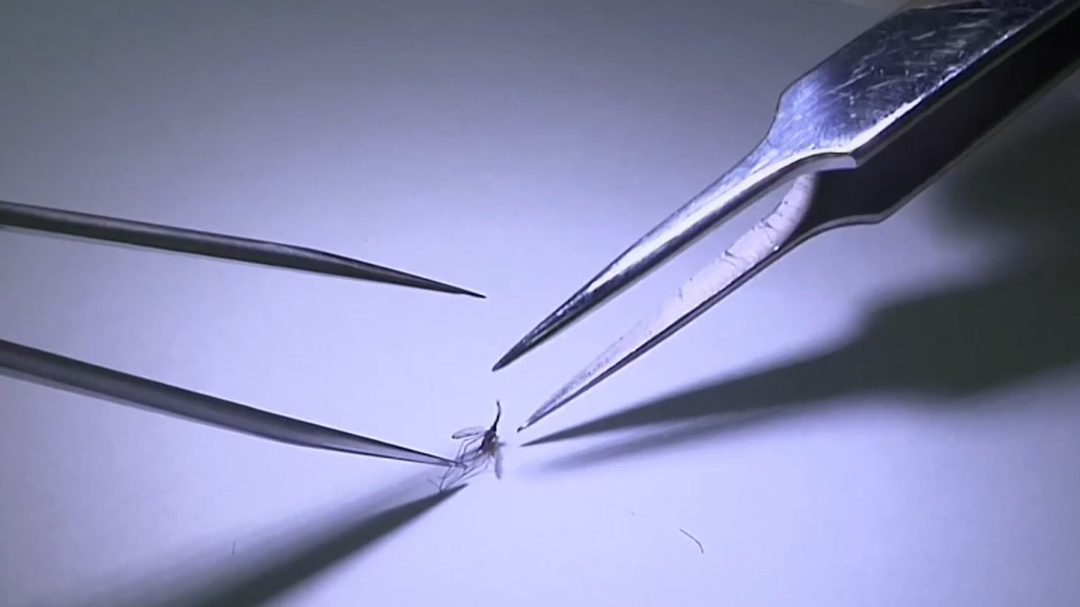 الكاميرون تطلق أول برنامج في العالم لتطعيم الأطفال ضد الملاريا