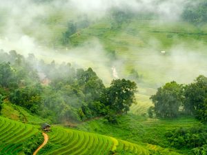 علماء يهندسون الميكروبيوم النباتي لحماية المحاصيل من الأمراض