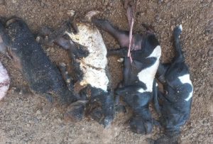 الاحتلال يبيد الثروتين الزراعية والحيوانية وصولا لإبادة غزة