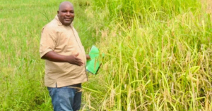 الأرز الأفريقي.. هل يحميه التحرير الجيني من فيروس التبقّع الأصفر؟