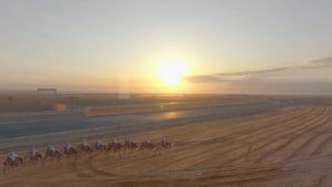 فيديو. شاهد: آلاف الإبل من سبع دول تشارك في سباق الهجن في السعودية