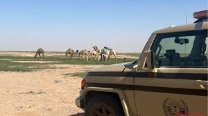 ضبط 5 مخالفين لنظام البيئة لارتكابهم مخالفة رعي