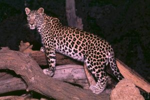 «الحياة الفطرية»: نعمل على إكثار فرائس النمر العربي للمحافظة على بقائه