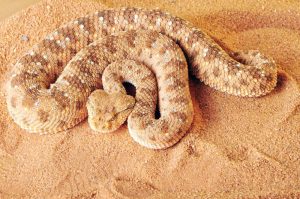 خروج الهوام السامة من البيات الشتوي