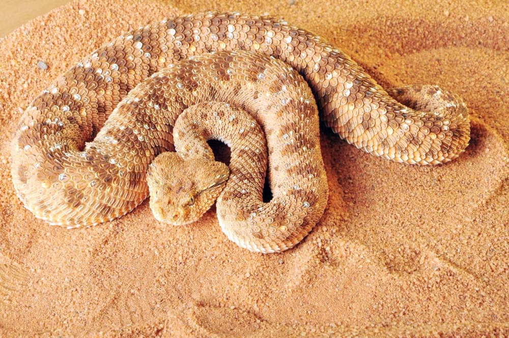 خروج الهوام السامة من البيات الشتوي