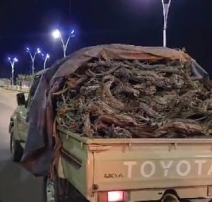 شرطة محافظة طبرجل بمنطقة الجوف تضبط مخالفاً لنظام البيئة