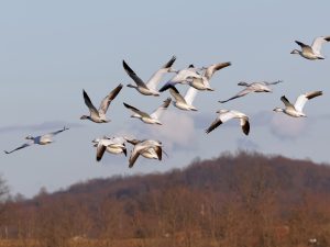 مخاطر تهدد 44% من الحيوانات البرية المهاجرة.. في أول تقرير أممي عنها