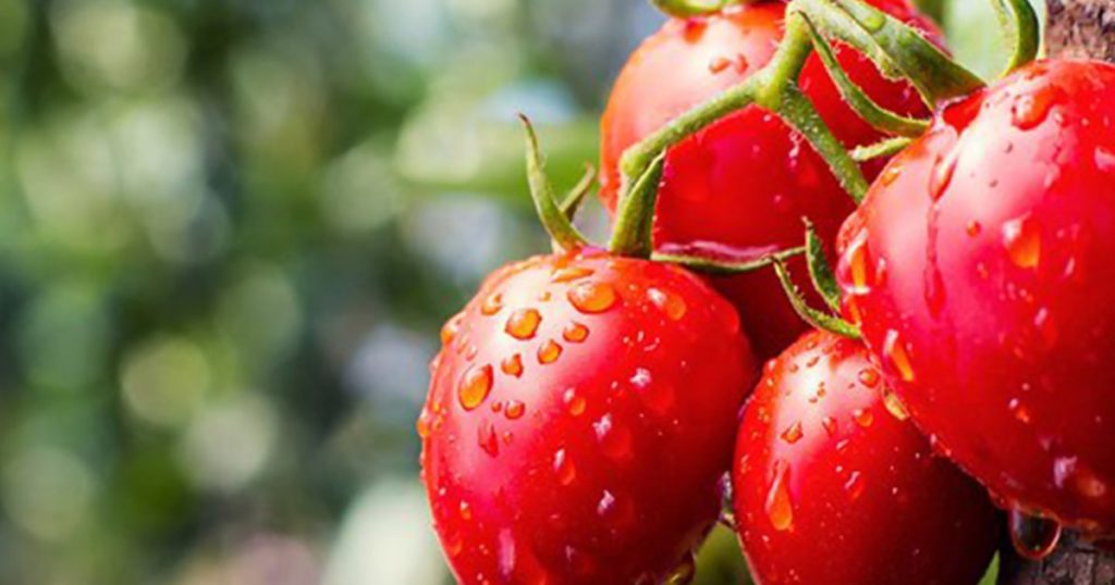 تعرّف على أكبر منتجي ومصدّري الطماطم بالعالم.. بينهم دولتان عربيتان