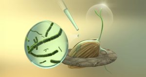 الاستعداد لمواجهة تحديات المناخ بتحسين إنتاجية “الأرز الجائع”