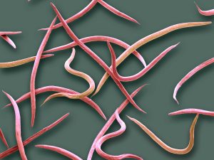 اكتشاف ديدان خيطية دقيقة.. تعمل كمبيدات حشرية