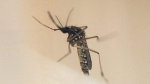 الصحة العالمية تحذر من أسوأ موسم لحمى الضنك في أميركا اللاتينية