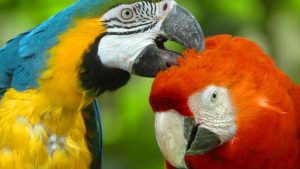 دول أوروبية سجلت 5 وفيات به.. هذه أعراض حمى الببغاء