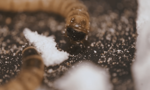 علماء يطورون “أمعاء دودة” اصطناعية لتكسير المواد البلاستيكية