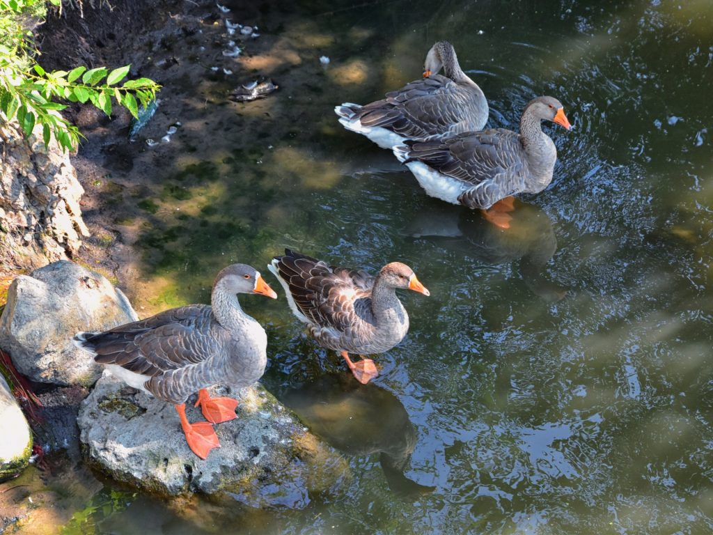 دراسة: البشر الأوائل شرق الأردن صنعوا بيئة إيجابية لطيور تلك المناطق