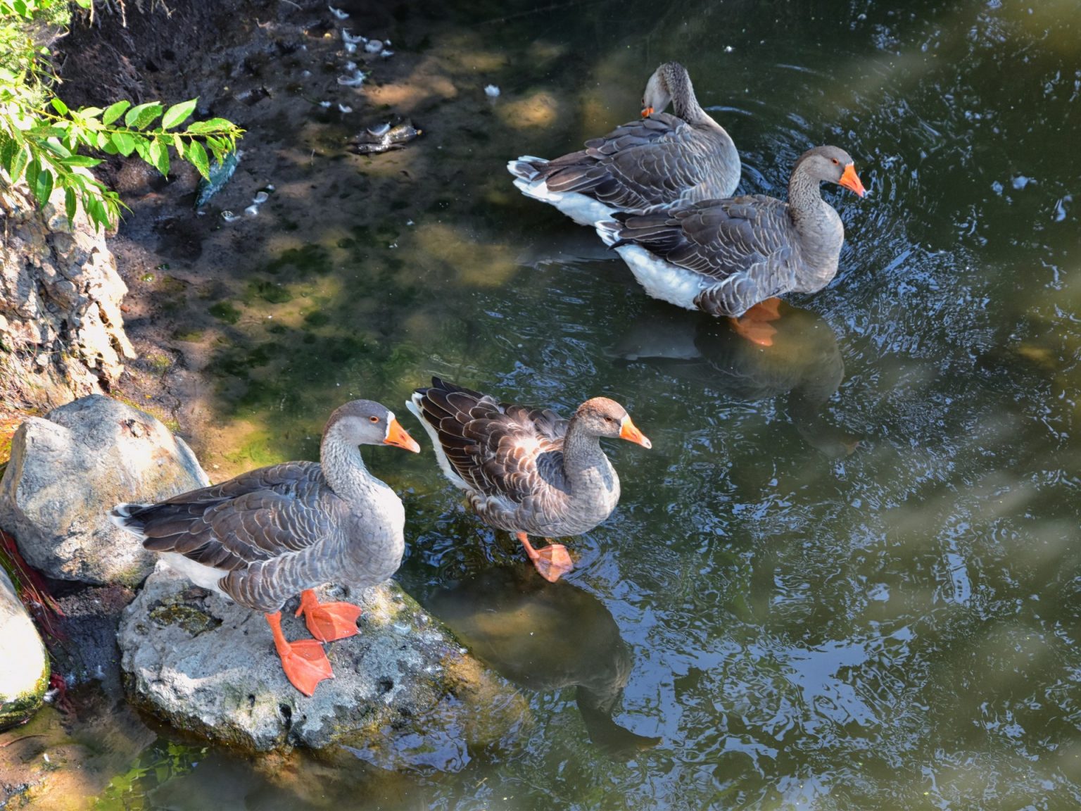 دراسة: البشر الأوائل شرق الأردن صنعوا بيئة إيجابية لطيور تلك المناطق