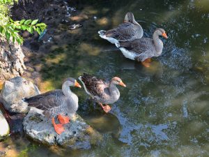 دراسة: البشر الأوائل شرق الأردن صنعوا بيئة إيجابية لطيور تلك المناطق