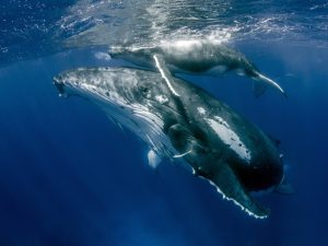 انقطاع الطمث يجعل إناث الحيتان أطول عمرا