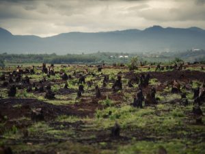 في اليوم الدولي للغابات.. الذكاء الاصطناعي يكشف أسباب إزالة الغابات بأفريقيا