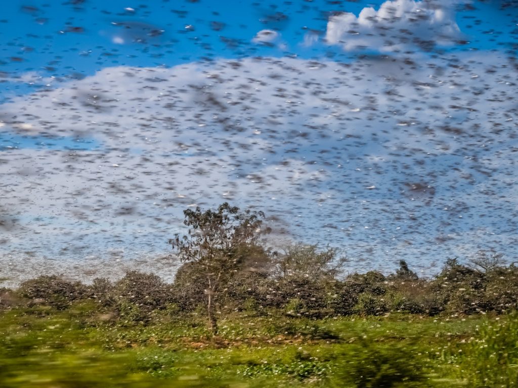 تفشي الجراد والتغير المناخي.. علاقة مضطردة يؤكدها العلم