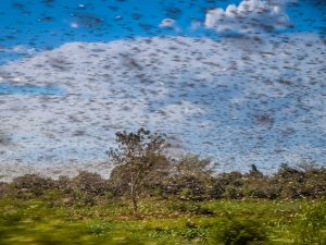 تفشي الجراد والتغير المناخي.. علاقة مضطردة يؤكدها العلم