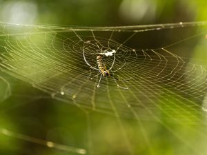 محاكاة حرير العنكبوت.. اختراق صيني يكشف سرّ الصنعة