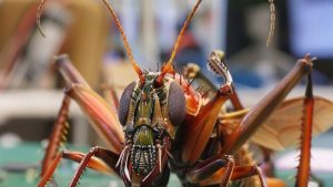 “الحشرات” تلهم باحثين بمستشعِر ذكي للتنبؤ بالحركة