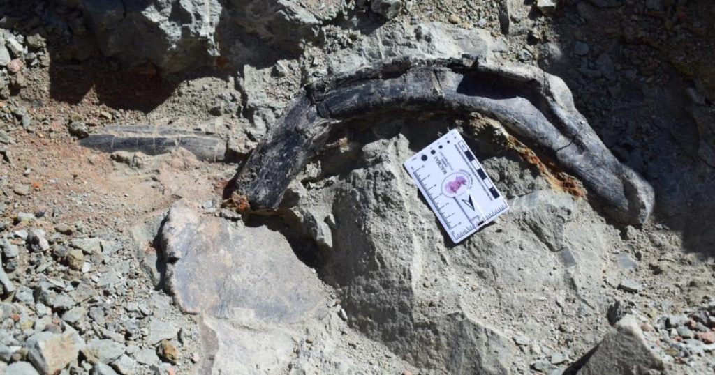 اكتشاف بقايا ديناصور مدرّع وعاشب بالمغرب يعود إلى 165 مليون سنة