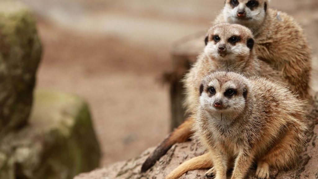 فيديو. حديقة الحيوانات في كولونيا تكشف عن صغار السُرقاط المولودة حديثًا