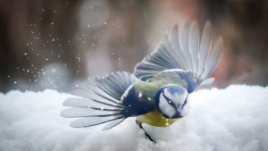 قبل أيام فقط كانت الأجواء صيفية… والآن عادت الثلوج لتغطي أجزاء واسعة من شرق أوروبا