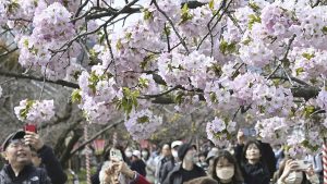 فيديو. الربيع في اليابان.. موسم تفتح أزهار الكرز الساحرة